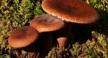 Recept, jak doma osolit hořké houby